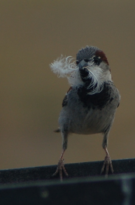 nest-building sparrow